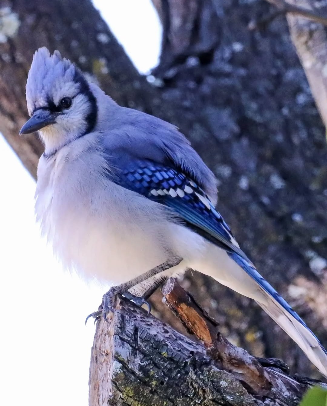 Photo of Blue Jay in a tree